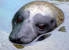 Morgellons - My beautiful seal friend
