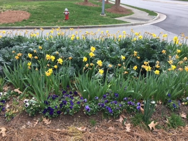 Morgellons - Daffodils