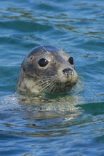 Morgellons - My beautiful seal friend