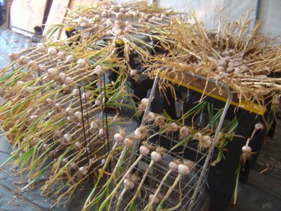 Morgellons - GROW SHOW SPECAIL GUEST OUR VERY OWN DONALD 8/24/22, GARLIC BABY