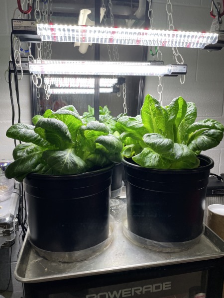Morgellons -  A  TRULY GREAT FIRST HARVEST OF LETTUCE, TERRY!!!!