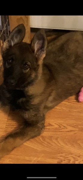 Morgellons - Please pray for Beautiful puppy Xena 