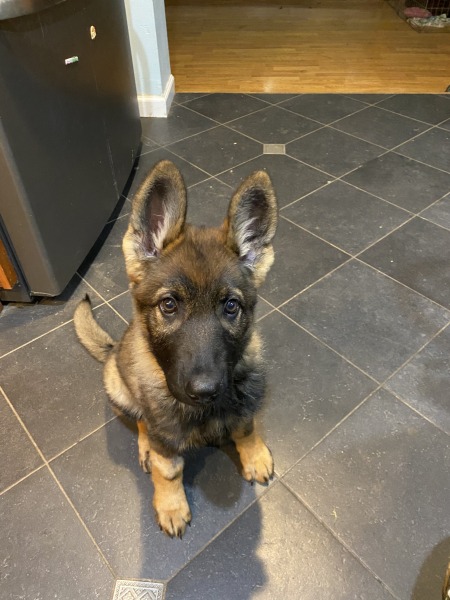Morgellons - Please pray for Beautiful puppy Xena 