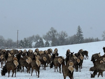 Morgellons - Happy Christmas everyone