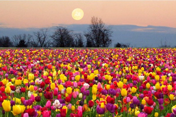 Morgellons - THE FLOWER MOON