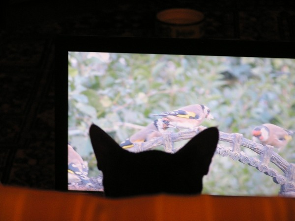 Morgellons - Freddie's cat Michael is helping her