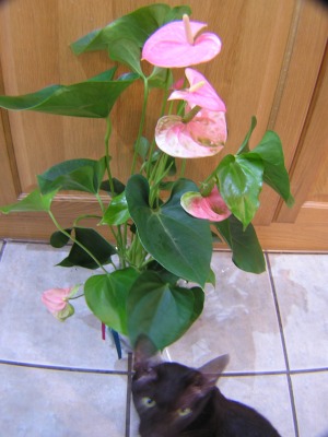 Morgellons - AH, a anthurium!