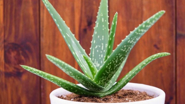 Morgellons - Mel!.... It’s not aloe vera - it’s aloe arborescens. Big difference.