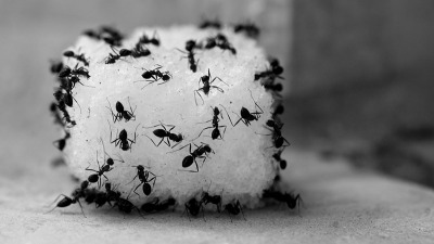 Morgellons - One can Dream!!!!! :-)