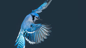 Morgellons - Affordable Option that Helped against bird mites!