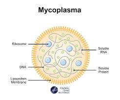 Morgellons - CLICK THE PICTURE