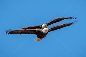 Morgellons - NAME THE EAGLE - ISAIAH'S MATE