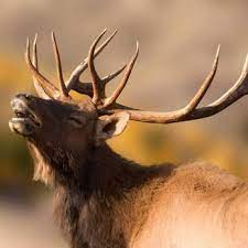 Morgellons - CLICK THE PICTURE