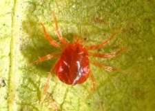 Morgellons - Questions for Bill M