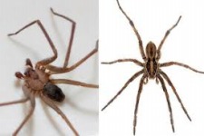 Morgellons - Spider Bite Treatment