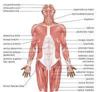 Morgellons - The Significance of Applying Human Design