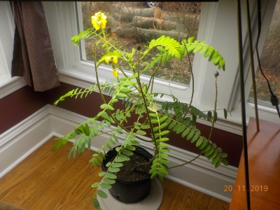 Morgellons - Ruth's banana plant growing during her restoration