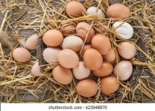 Morgellons - What's the truth about eggs?