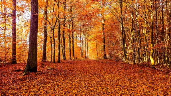 Morgellons - FALL EQUINOX 