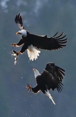 Morgellons - NAME THE EAGLE - ISAIAH'S MATE