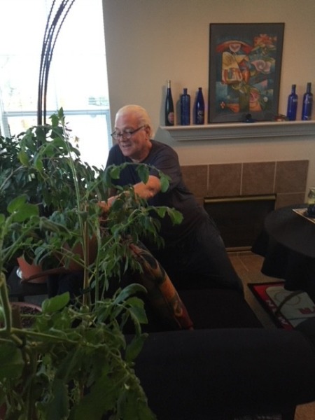 Morgellons - My indoor Tomato plants