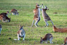 Morgellons - An Aussie Warrior's Journey - or How Mel's Coaching and the HICM Community gave me my life back