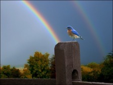 Morgellons - The Double Rainbow