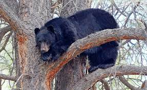 Morgellons - CLICK THE PICTURE