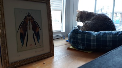Morgellons - Hi Mel, This is Zee. The bottom one is sideways. She is looking out the blinds she broke and the top one she is next to the picture you gave us all those years ago.